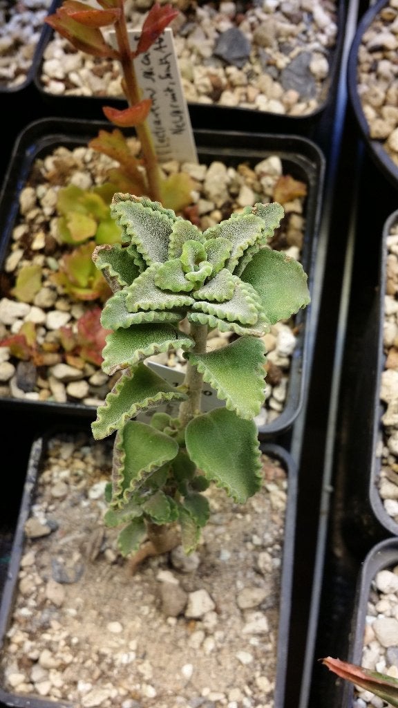 Plectranthus sp. Rhamu Kenia zeer zeldzame dwergsoort, Ophalen of Verzenden, Overige soorten, Halfschaduw, Minder dan 100 cm