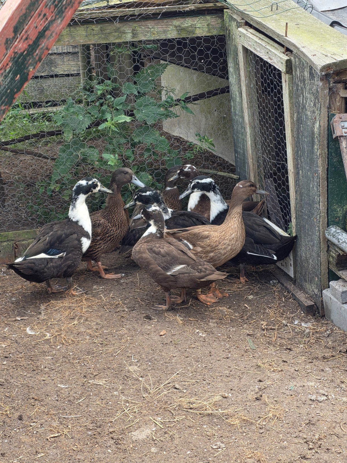 bonte boeren eenden, Dieren en Toebehoren, Mannelijk, Eend