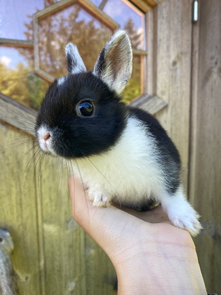 Raszuiver Dwergkonijn met de echte kleine oren, Dieren en Toebehoren, Konijnen, Geslacht onbekend, Dwerg, 0 tot 2 jaar