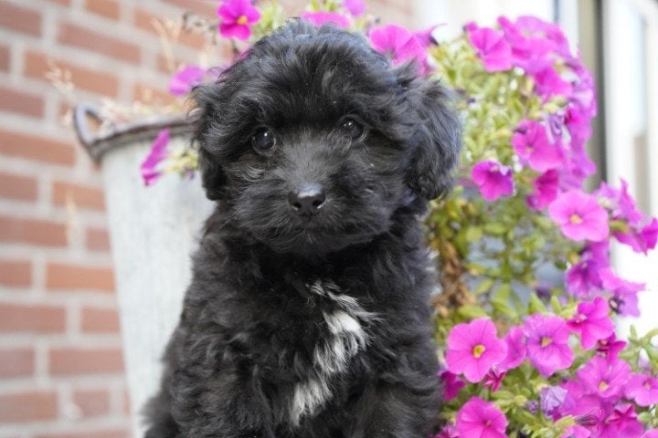 Mooie maltipoo pups te koop., Nederland, Overige rassen, 8 tot 15 weken, CDV (hondenziekte)