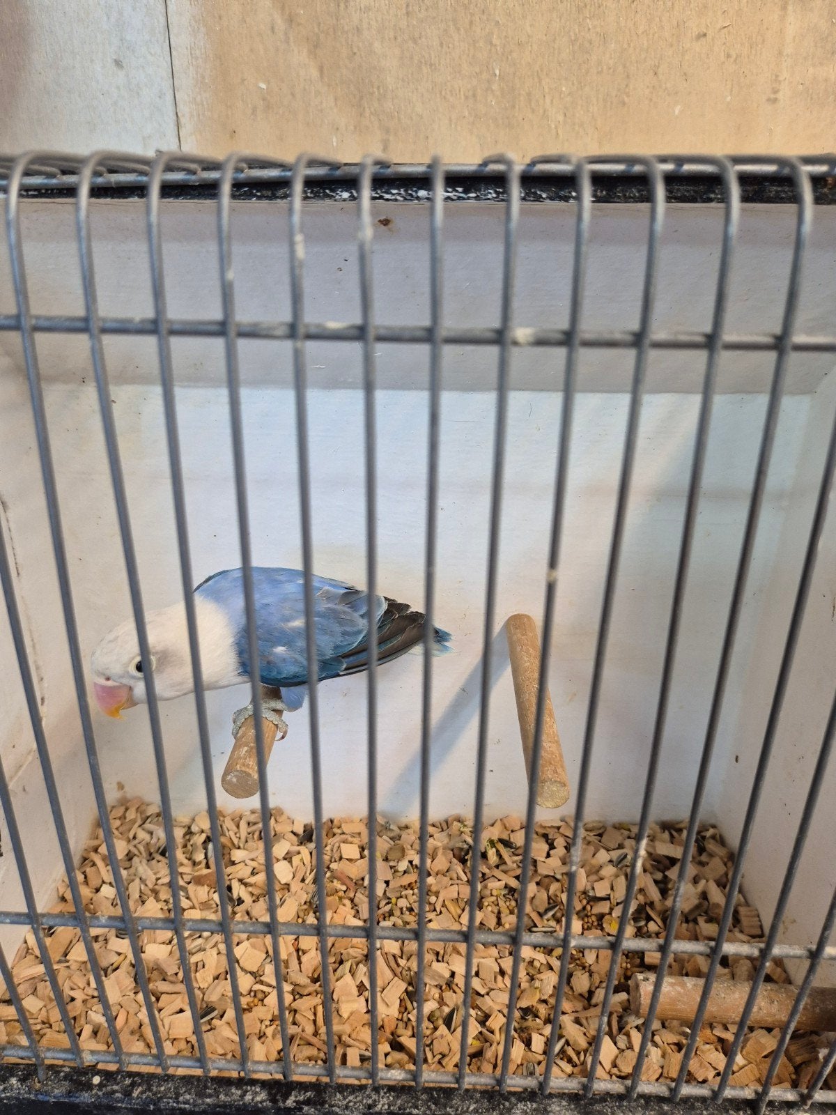 fischeri blauw opaline, Dieren en Toebehoren, Meerdere dieren, Kleurkanarie