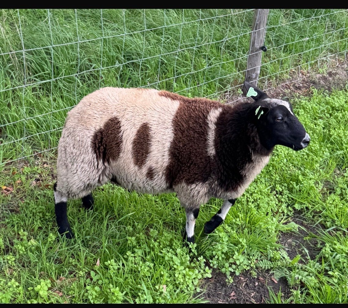 Bonte schaap ram, Dieren en Toebehoren