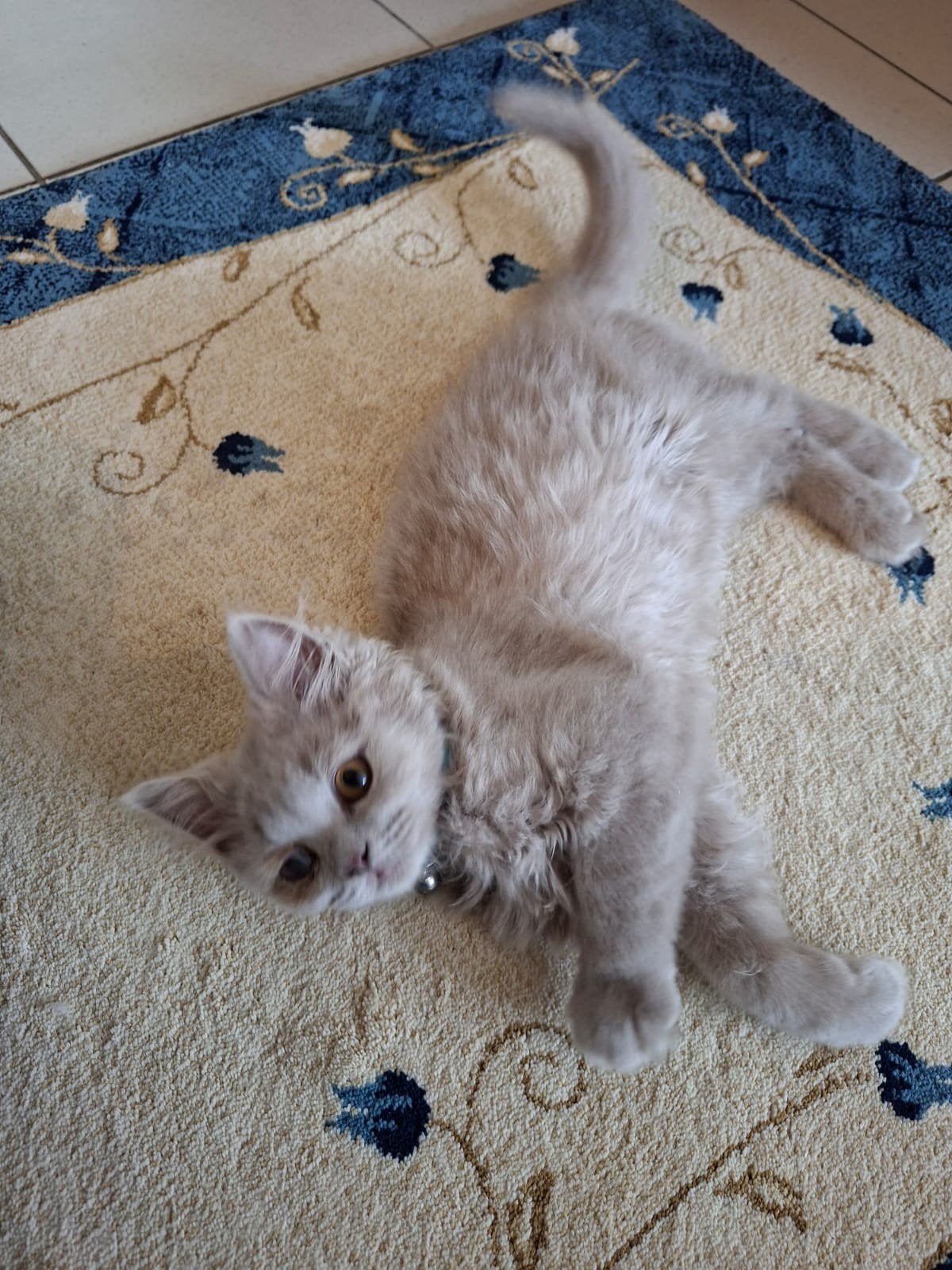Brits Langhaar Kitten