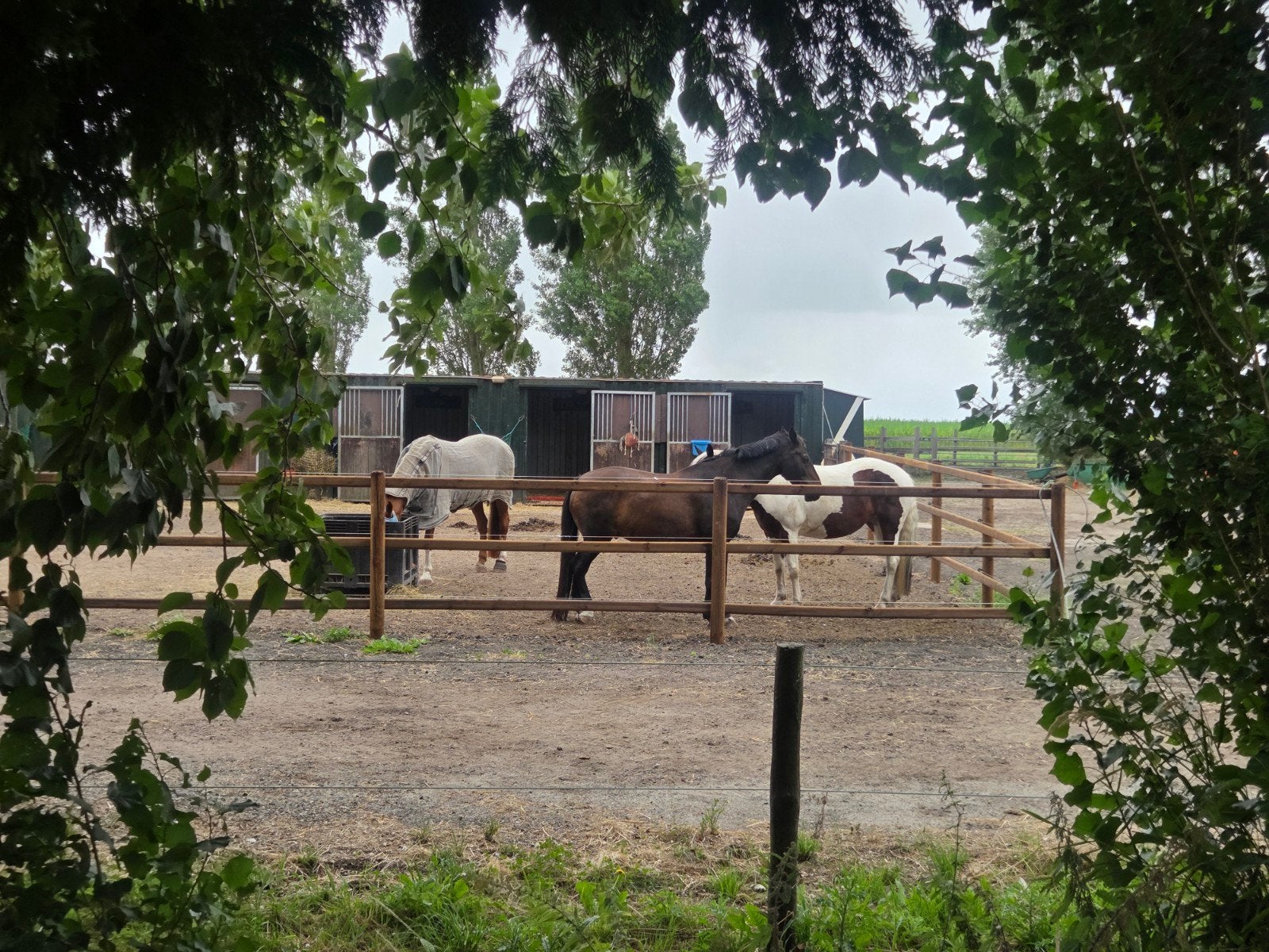 Hoogezand: mooie paddock plek beschikbaar, Stalling, 1 paard of pony