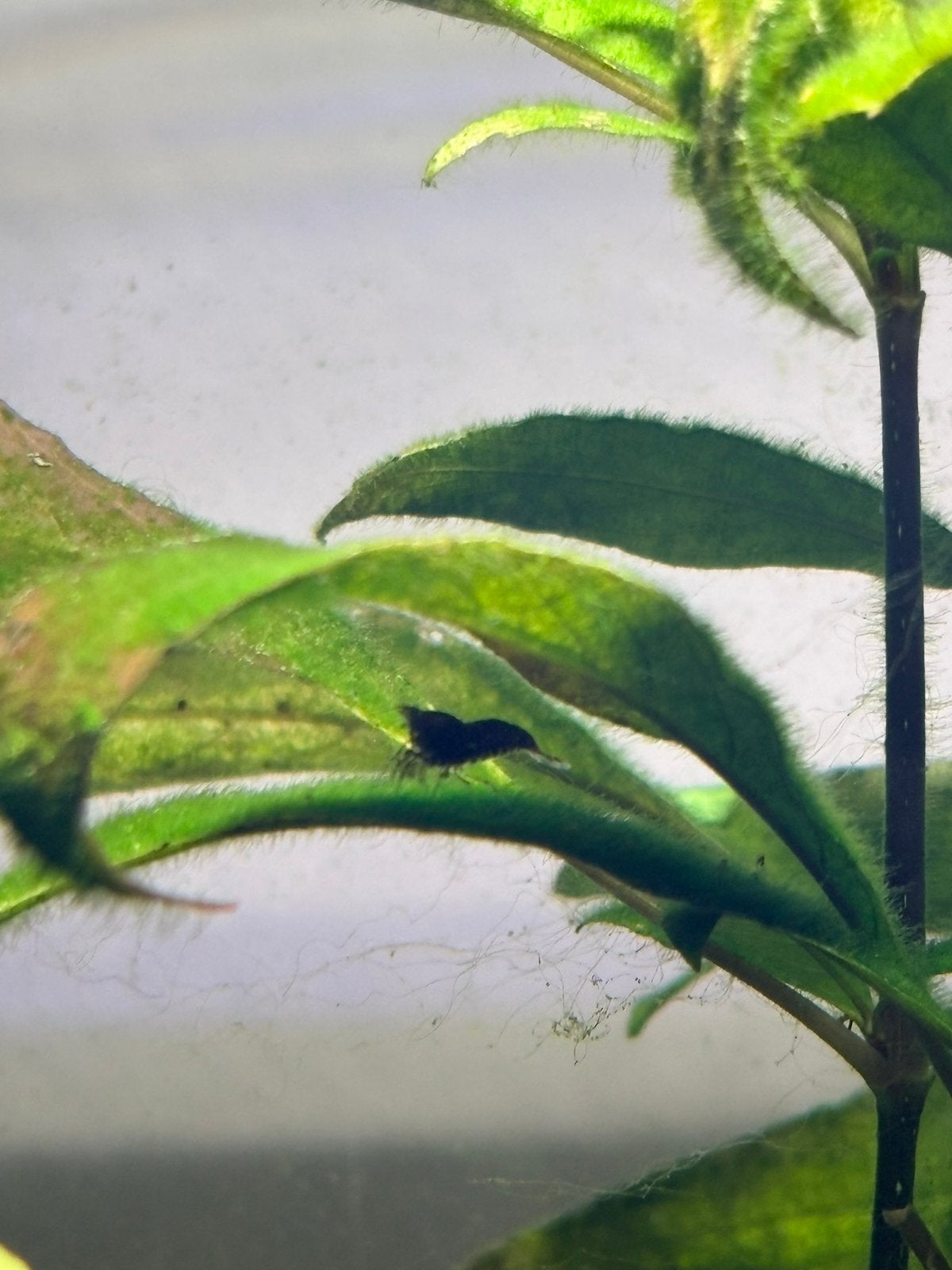 Neocardina garnalen zwart, blauw, bruin (10 voor 5 euro), Dieren en Toebehoren, Vissen | Aquaria en Toebehoren, Ophalen, Zo goed als nieuw