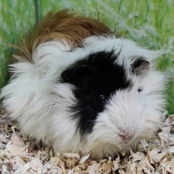 Cavia's te koop, Dieren en Toebehoren, Knaagdieren, Februari, Meerdere dieren, Cavia