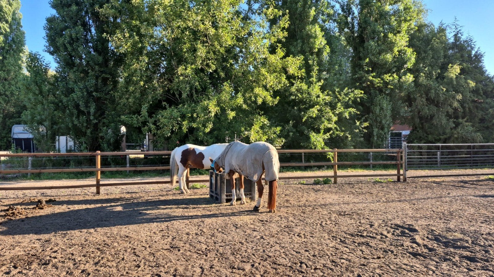 Hoogezand: mooie paddock plek beschikbaar, Stalling, 1 paard of pony