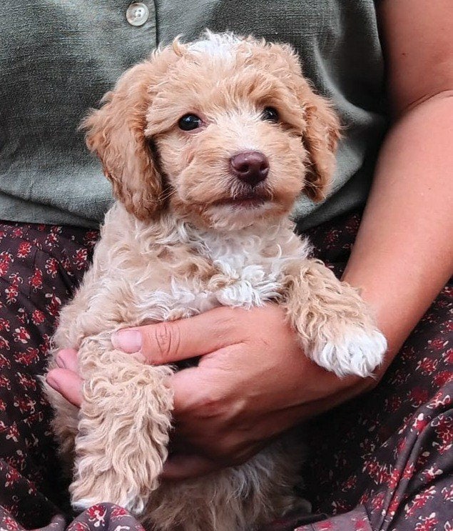 Mooie mini labradoodle pups zoeken fijn baasje!, Dieren en Toebehoren, Parvo, Overige rassen, 8 tot 15 weken, Eén hond