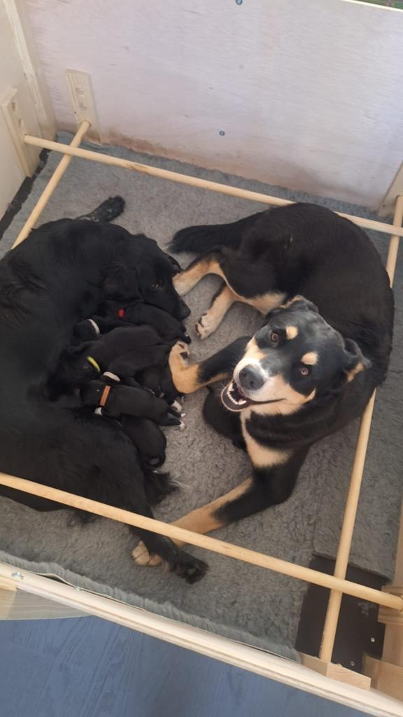 Kruising Bernsky / Friese Langhaar pups, 8 tot 15 weken, Meerdere, Meerdere dieren, Nederland