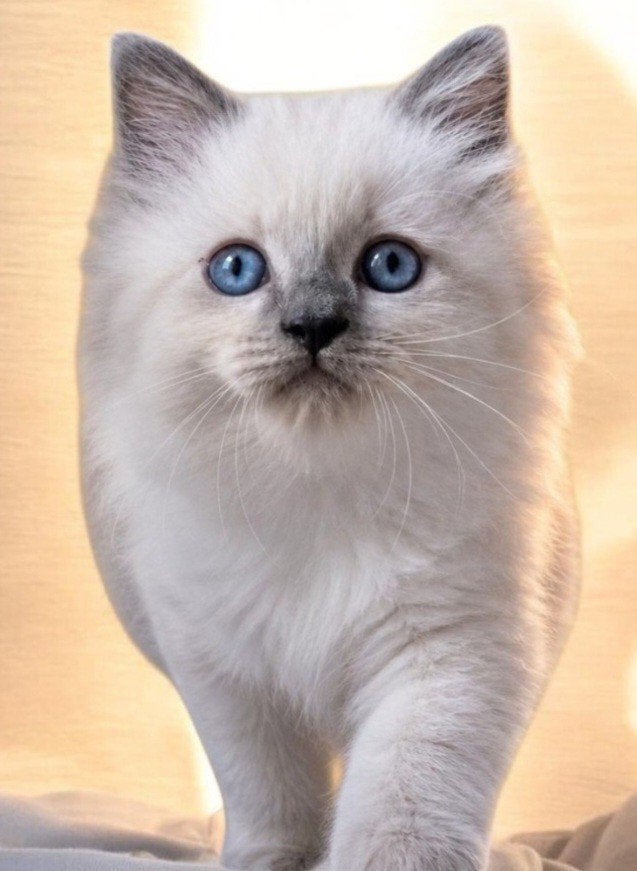Nog een fantastisch kitten Ragdoll kitten, Kater, Ontwormd, 0 tot 2 jaar