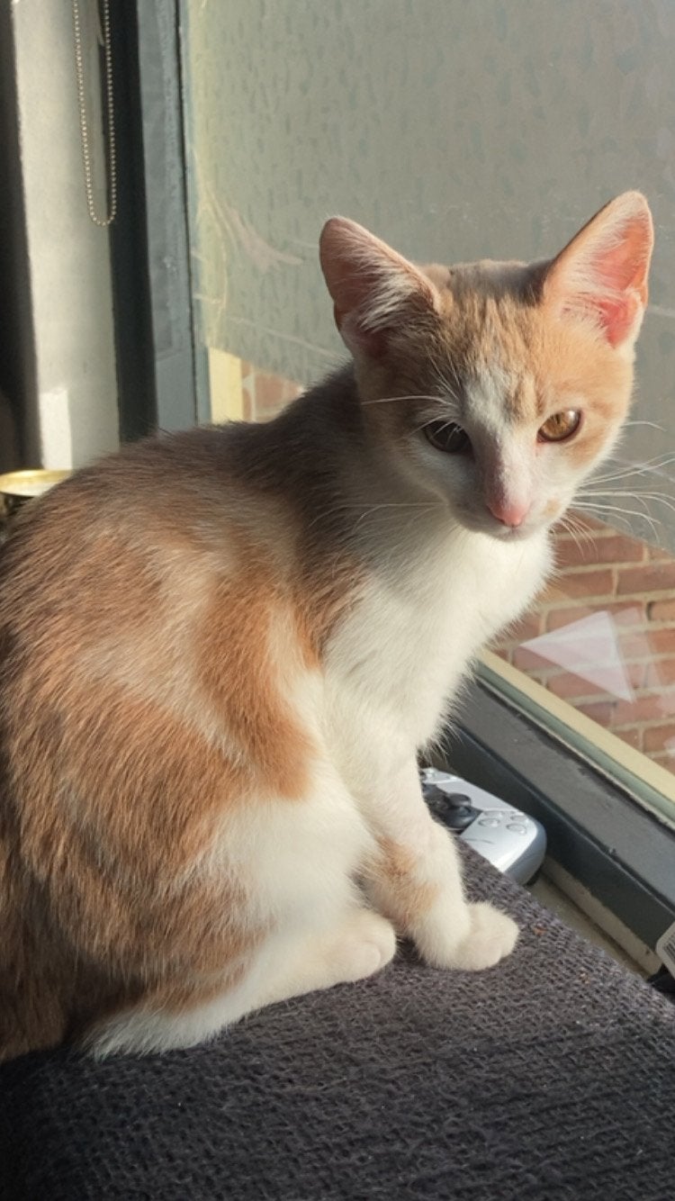 2 super liever katten, Dieren en Toebehoren, Meerdere dieren