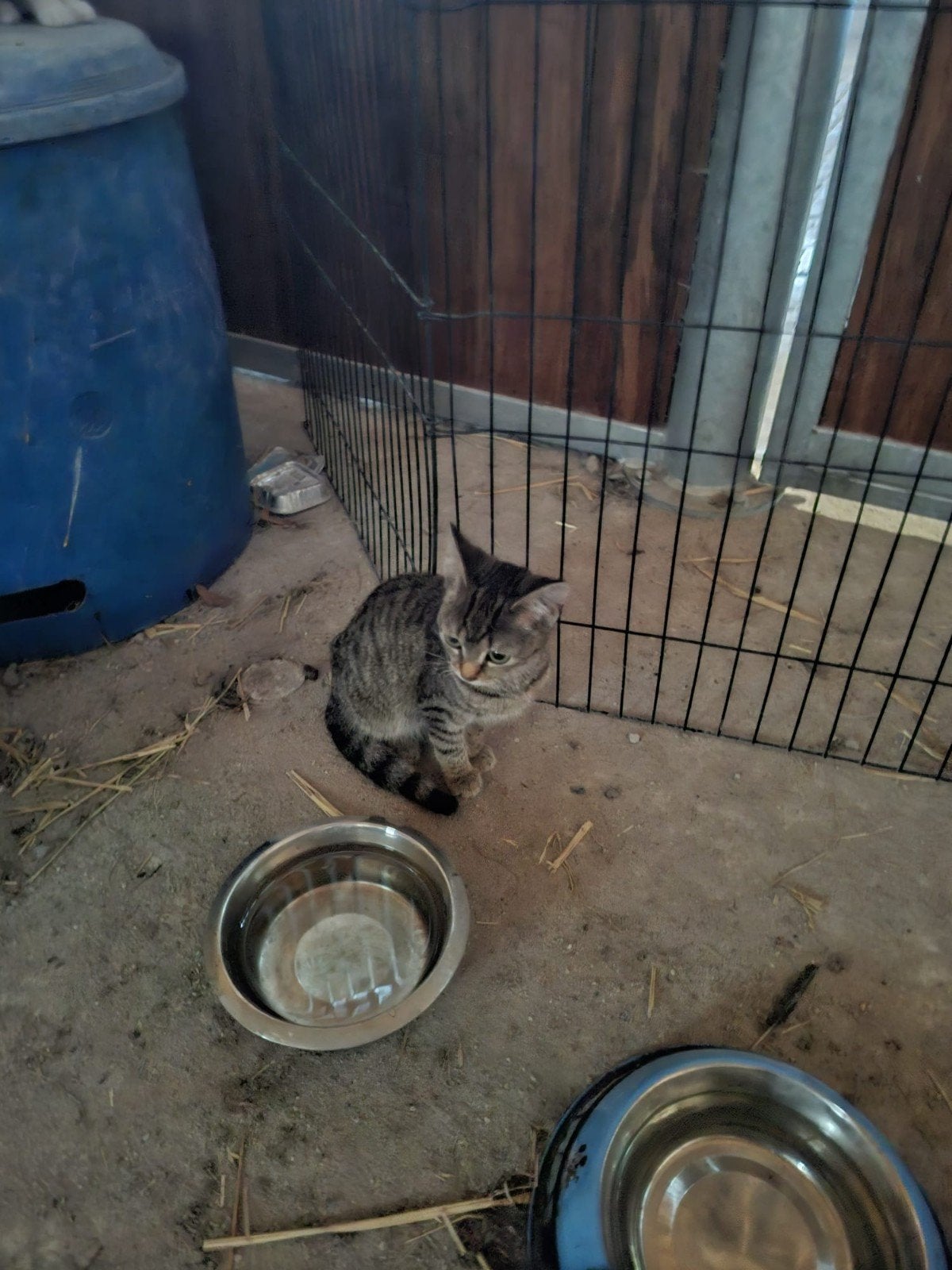 kittens, Dieren en Toebehoren, Meerdere dieren, 0 tot 2 jaar