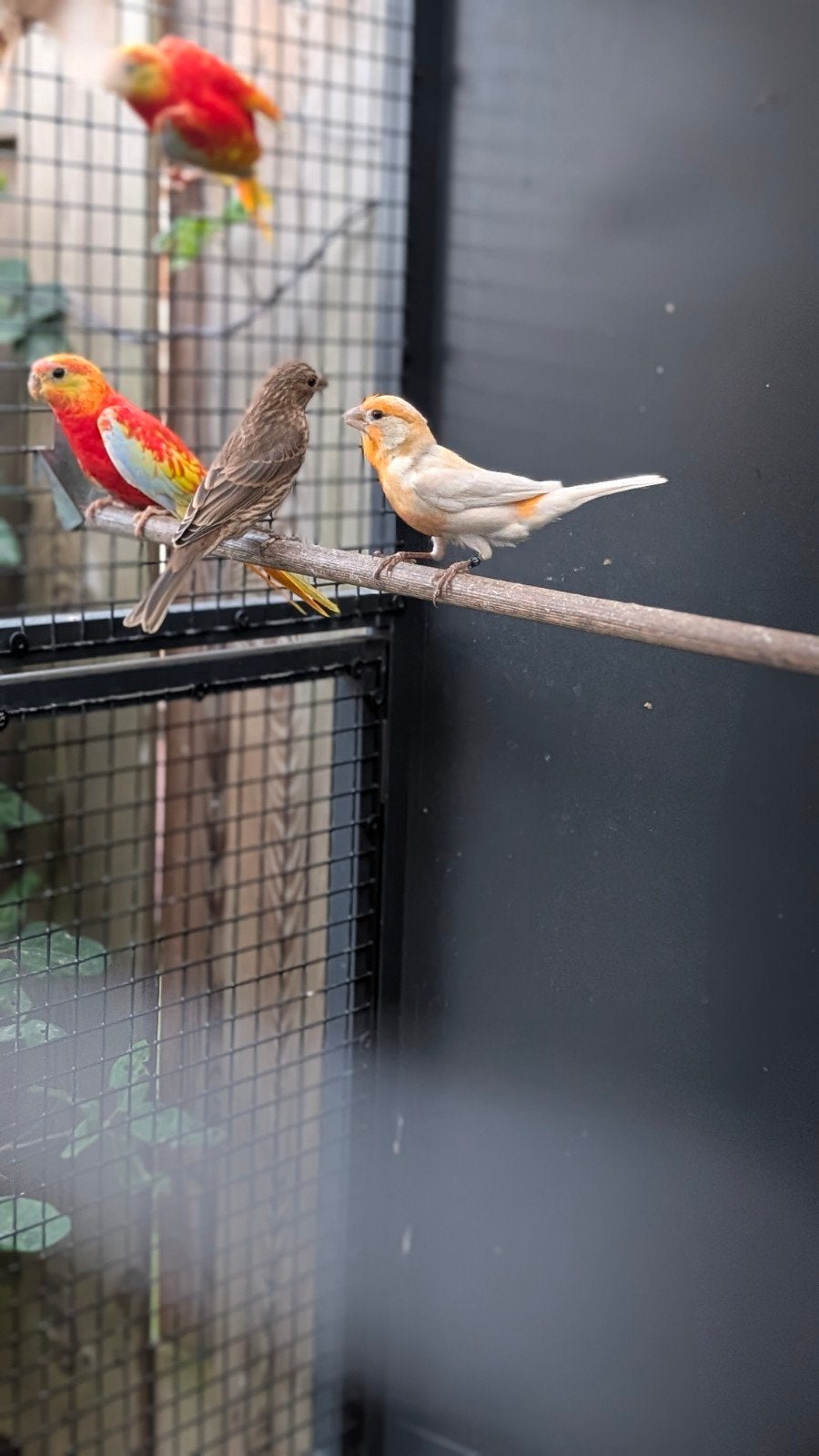 Mexicaanse roodmus Phaeo, Meerdere dieren, Tropenvogel