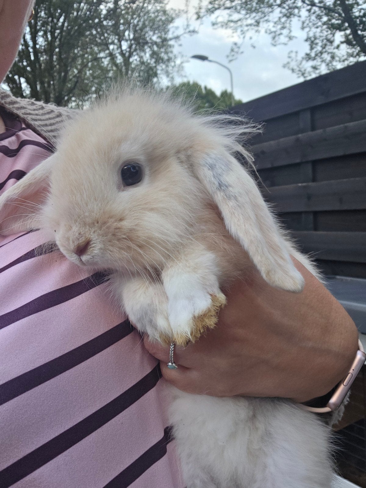 Deze ram zoekt een forever home, Mannelijk, Middelgroot, Hangoor, 0 tot 2 jaar