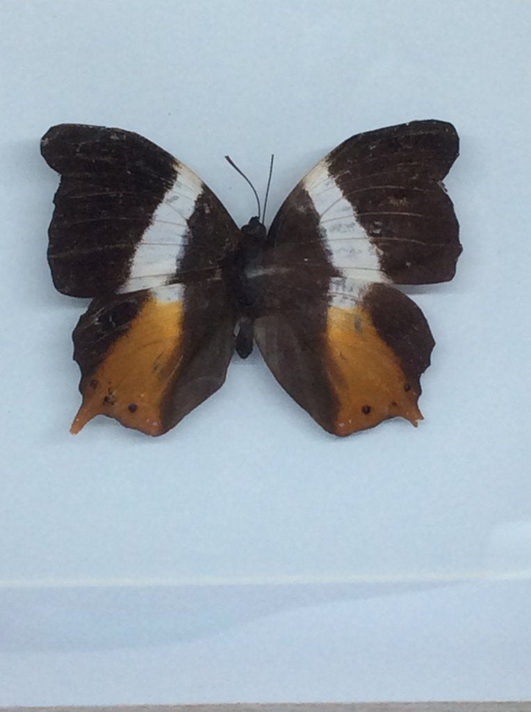 vlinder  charaxes, Ophalen of Verzenden, Nieuw, Insect, Opgezet dier