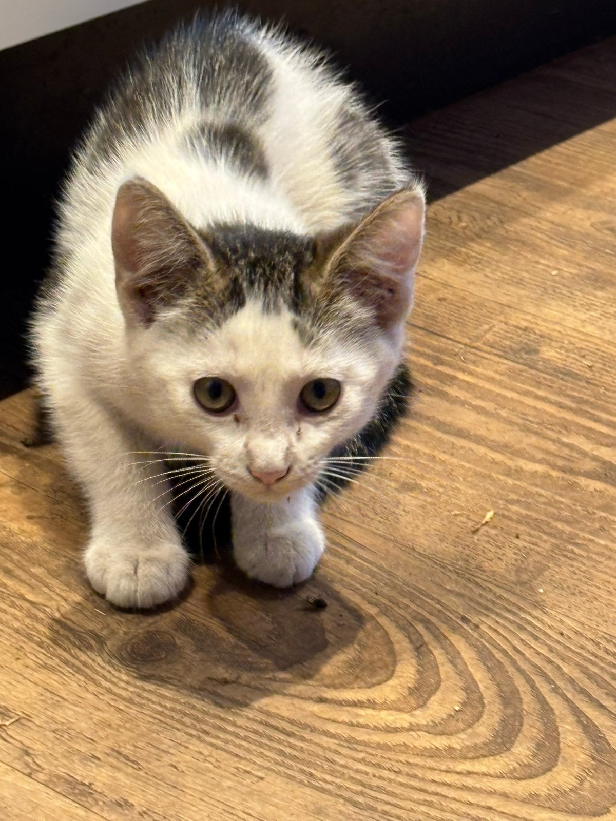 poesje zoekt haar leukste mandje, Meerdere dieren