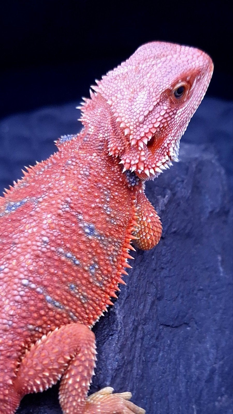 Red HypoTrans Coral G-Stripe Blue Bar Baardagaam man (Uniek), Dieren en Toebehoren, Hagedis, 0 tot 2 jaar