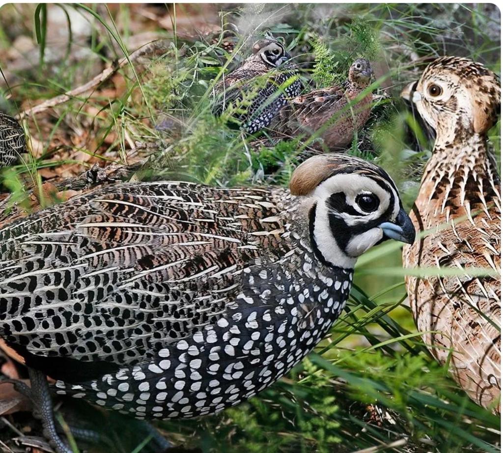 2 onverwante koppels Montezuma kwartels van 2025, Meerdere dieren, Geringd
