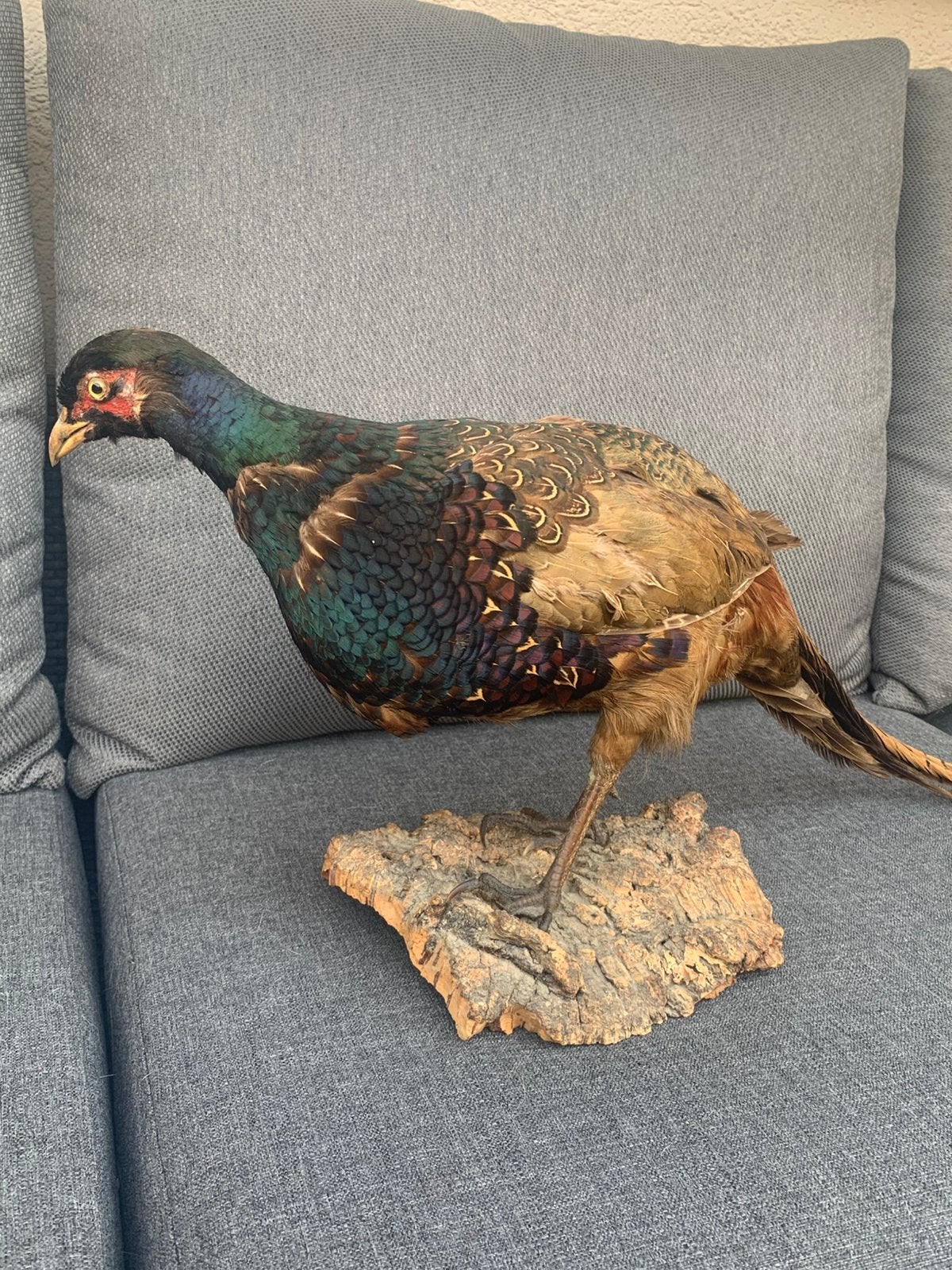 Opgezette fazant, Ophalen of Verzenden, Zo goed als nieuw, Vogel, Opgezet dier
