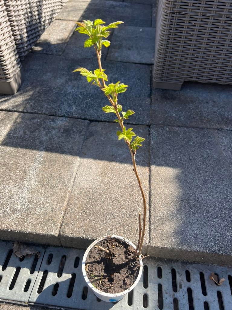 Frambozen planten, Tuin en Terras, Ophalen of Verzenden, Minder dan 100 cm, Overige soorten, Zomer
