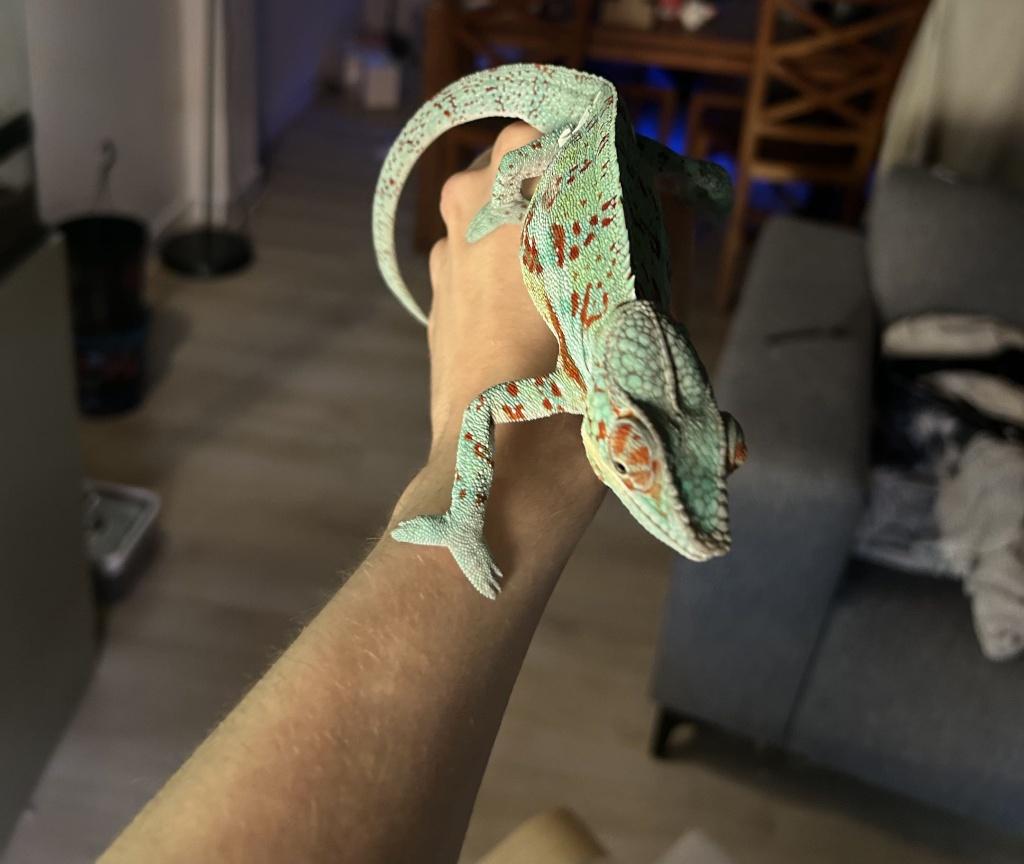 Furcifer pardalis 1.0 Chameleon - male for sale from S.