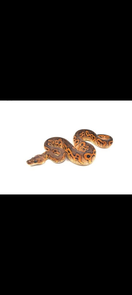 Koningspython, ball python, Slang, 0 tot 2 jaar
