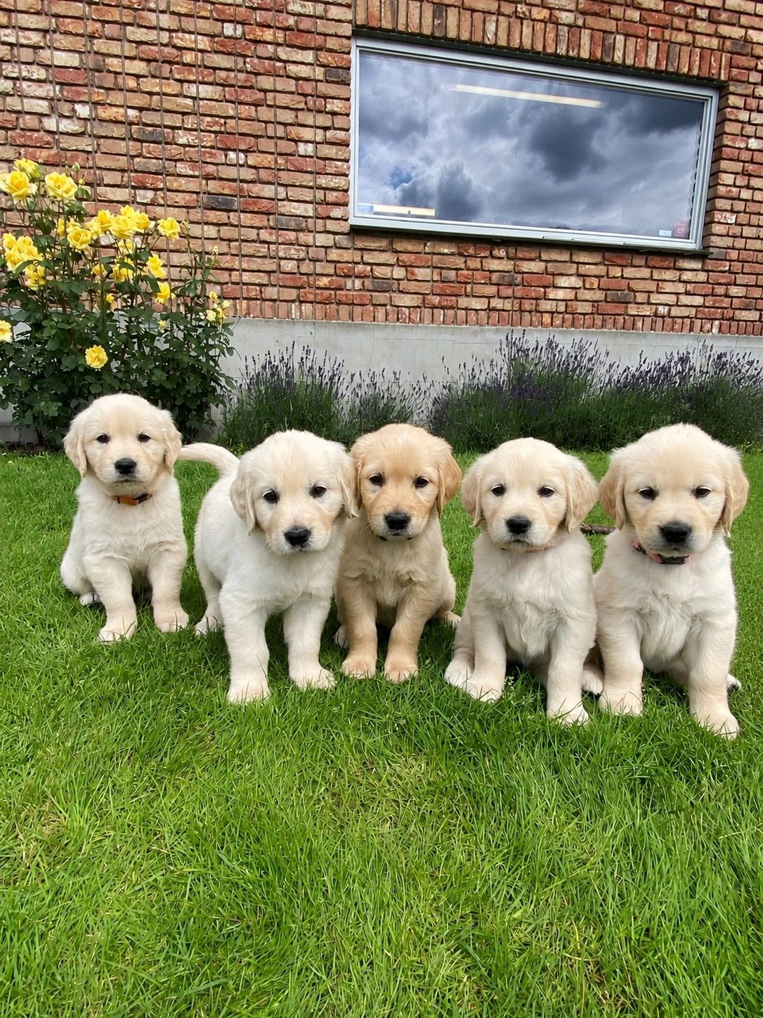 Golden retriever pups, Golden retriever, 8 tot 15 weken, Meerdere, Meerdere dieren