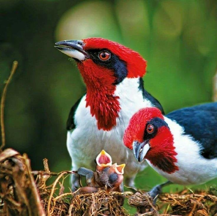 1-1 Zwartmaskerkardinaal, Meerdere dieren, Tropenvogel, Geringd