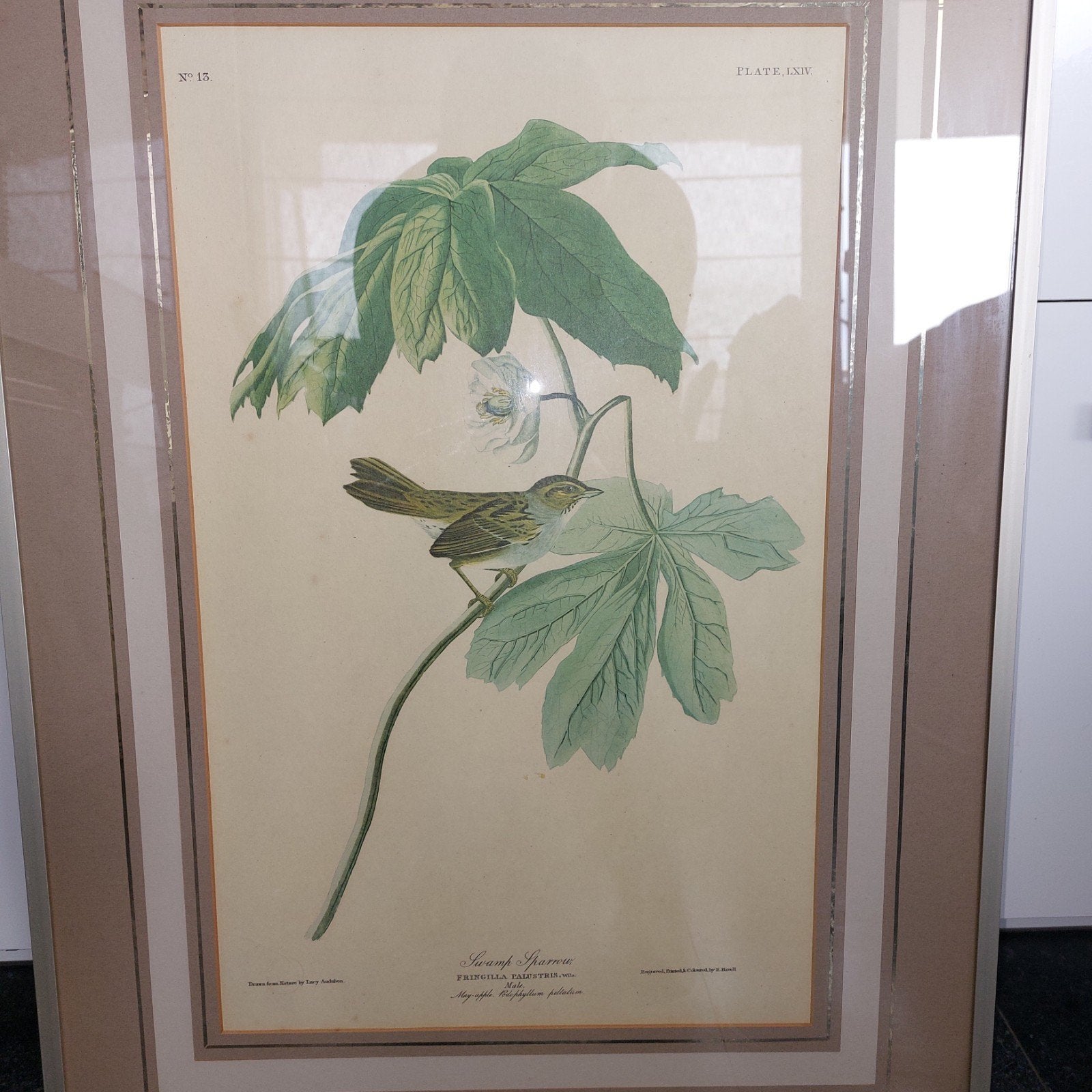 Audubon, Ophalen of Verzenden