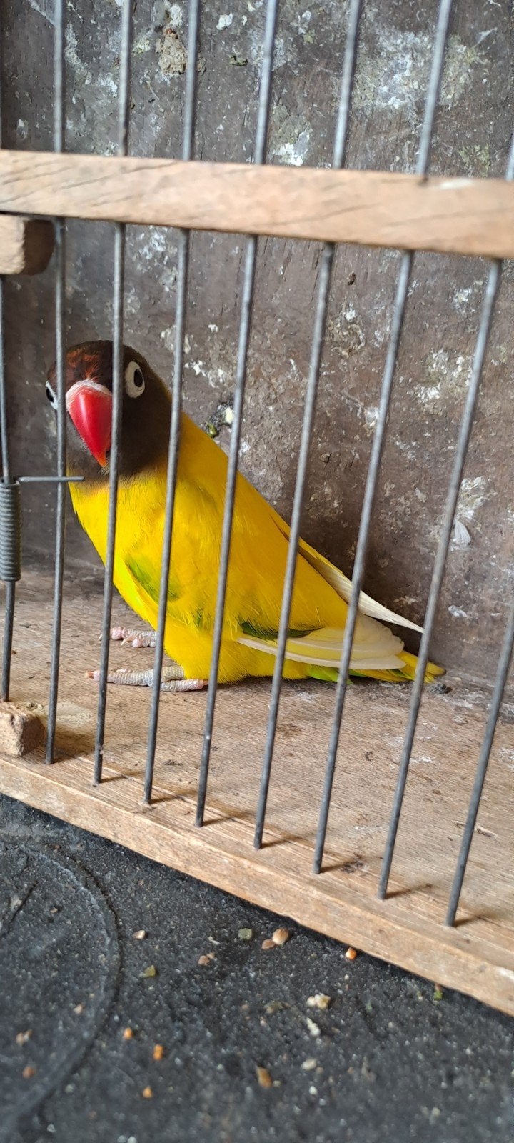 agapornis personata (dwergpapegaaien), Dieren en Toebehoren, Meerdere dieren, Dwergpapegaai of Agapornis, Geringd