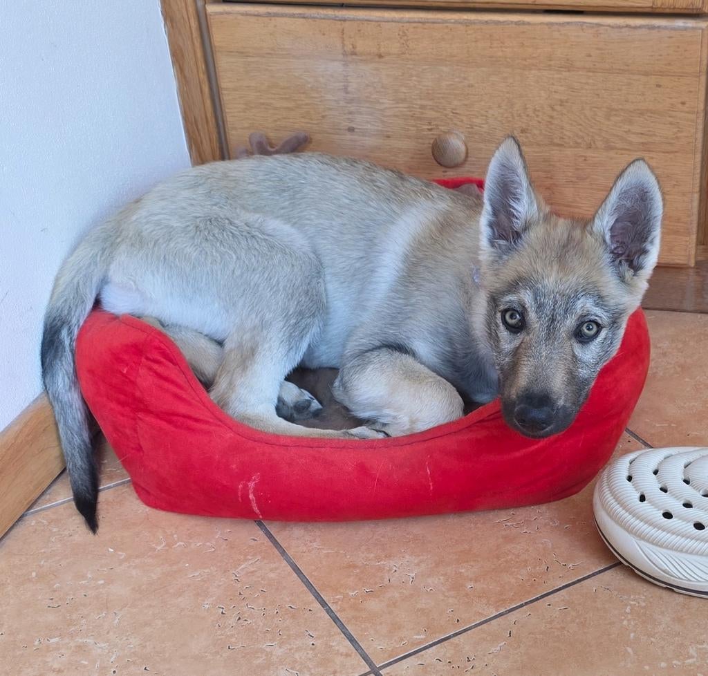 Tsjechoslowaakse wolfhond, HCC (leverziekte), 8 tot 15 weken, Teef, Eén hond