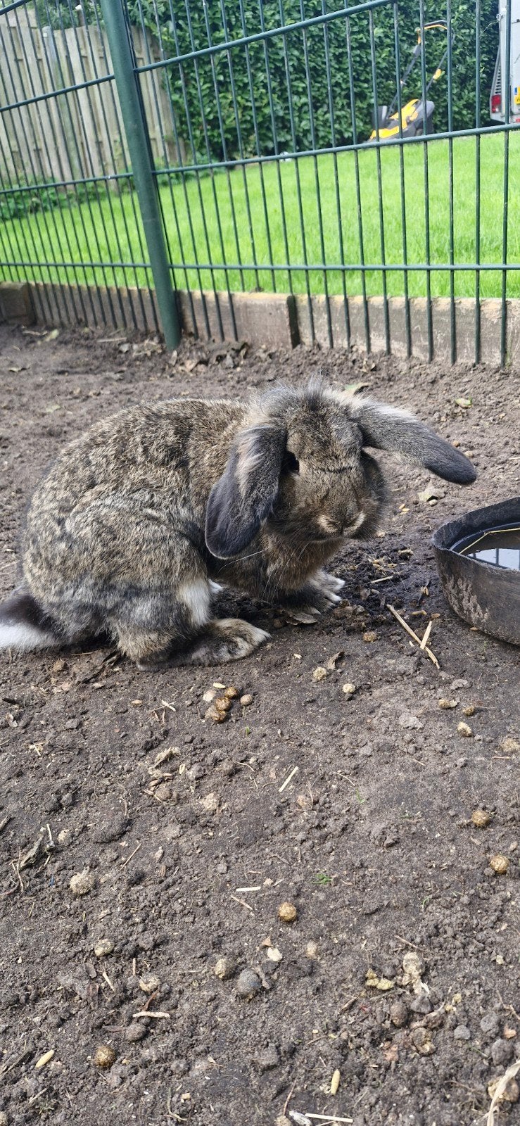 Gratis prachtige leeuwenkop franse hangoor mix, Dieren en Toebehoren, Juli, Meerdere dieren, Cavia