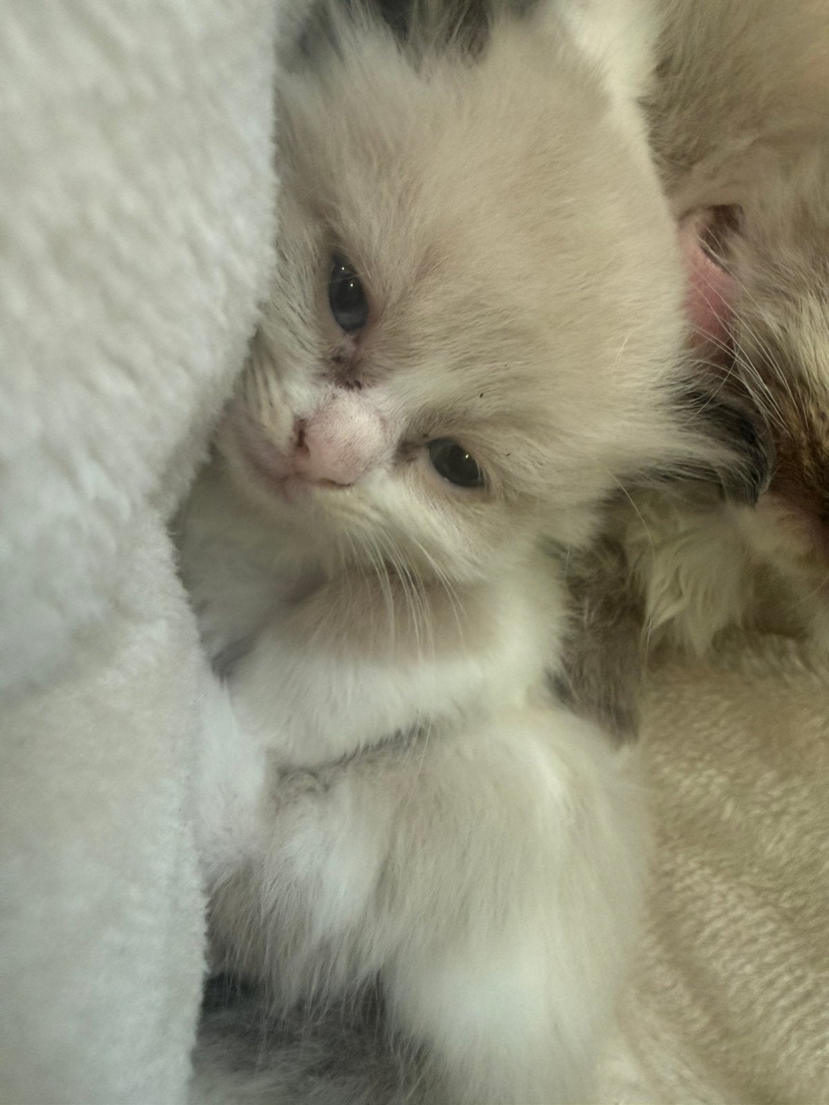 Ragdoll kittens, Meerdere dieren