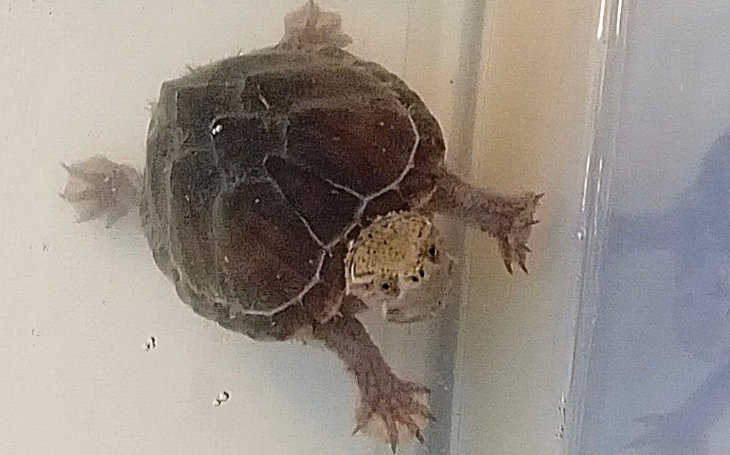 Muskusschildpad, Dieren en Toebehoren, Schildpad, 3 tot 6 jaar