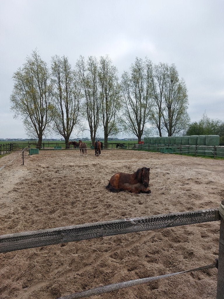 Pensioenstal-rusthuis plek voor 1 merrie., Dieren en Toebehoren, Stalling en Weidegang, Weidegang, 1 paard of pony