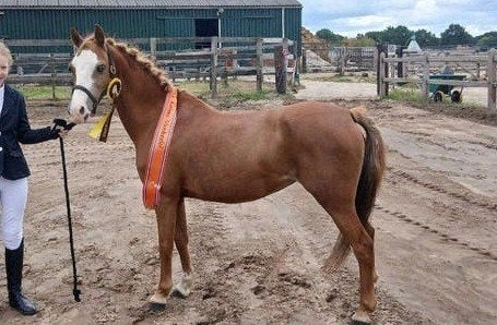 leuke welsh sportpony, Dieren en Toebehoren, Merrie, B pony (1.17m tot 1.27m), 11 jaar of ouder, Met stamboom