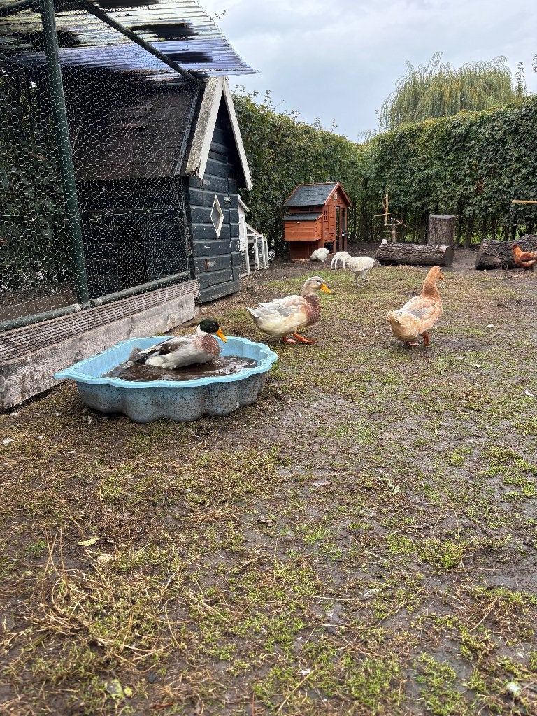 2 indische loopeenden en 2 Saksische eenden te koop, Dieren en Toebehoren, Pluimvee, Meerdere dieren, Eend