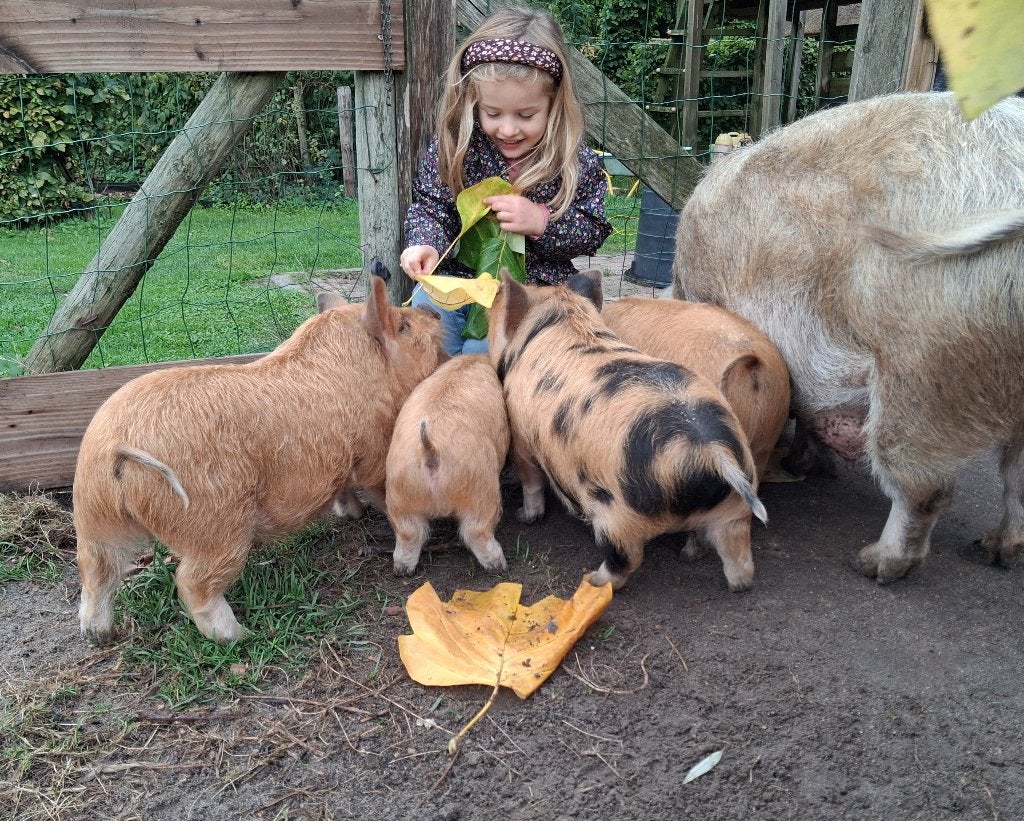 kune kune biggen, Meerdere dieren, Varken, 0 tot 2 jaar