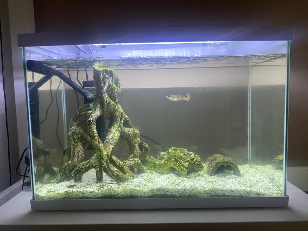 Aquarium SuperFish Start 70 | 73L 59 x 32 x 44 cm + vissen, Ophalen, Inclusief toebehoren, Superfish, Gevuld zoetwateraquarium