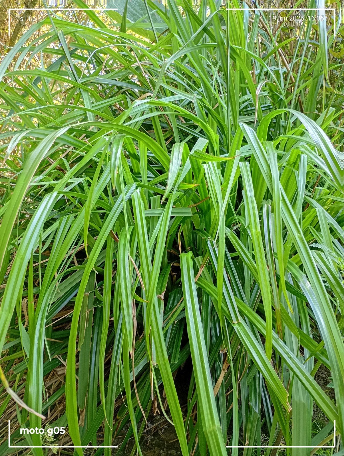 Carex pendula. Zaden 2026 inheems, Ophalen of Verzenden, Gehele jaar, Halfschaduw, Zaad