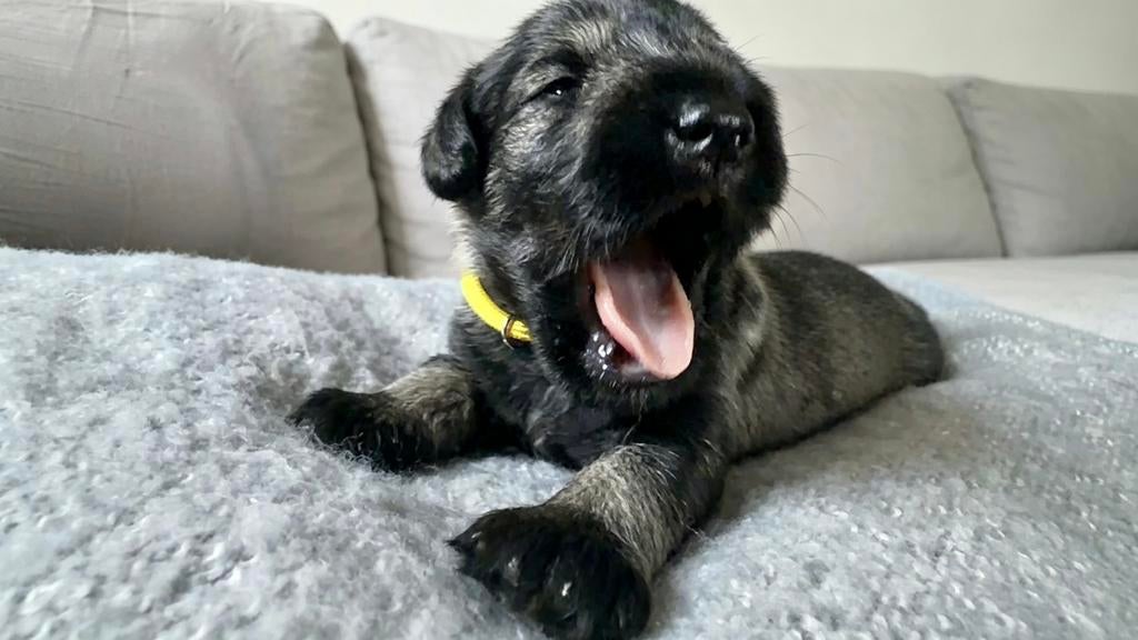Miniatuurschnauzer van Multi Champion, Dieren en Toebehoren, Honden | Bulldogs, Pinschers en Molossers, Fokker | Hobbymatig, Overige rassen