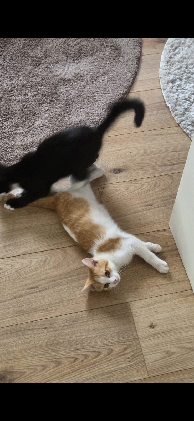 lieve kittens zoeken foreverhome, Dieren en Toebehoren, Meerdere dieren, Ontwormd