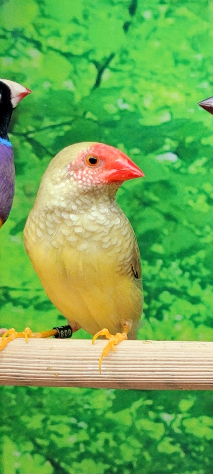 Binsenastrildes pop., Vrouwelijk