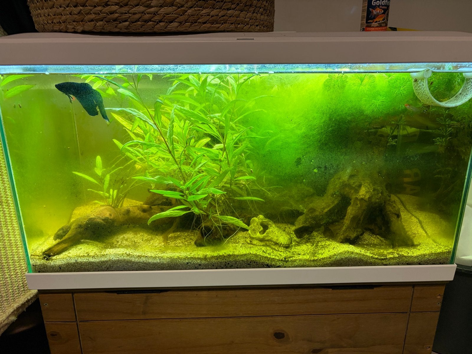 Aquarium met vissen