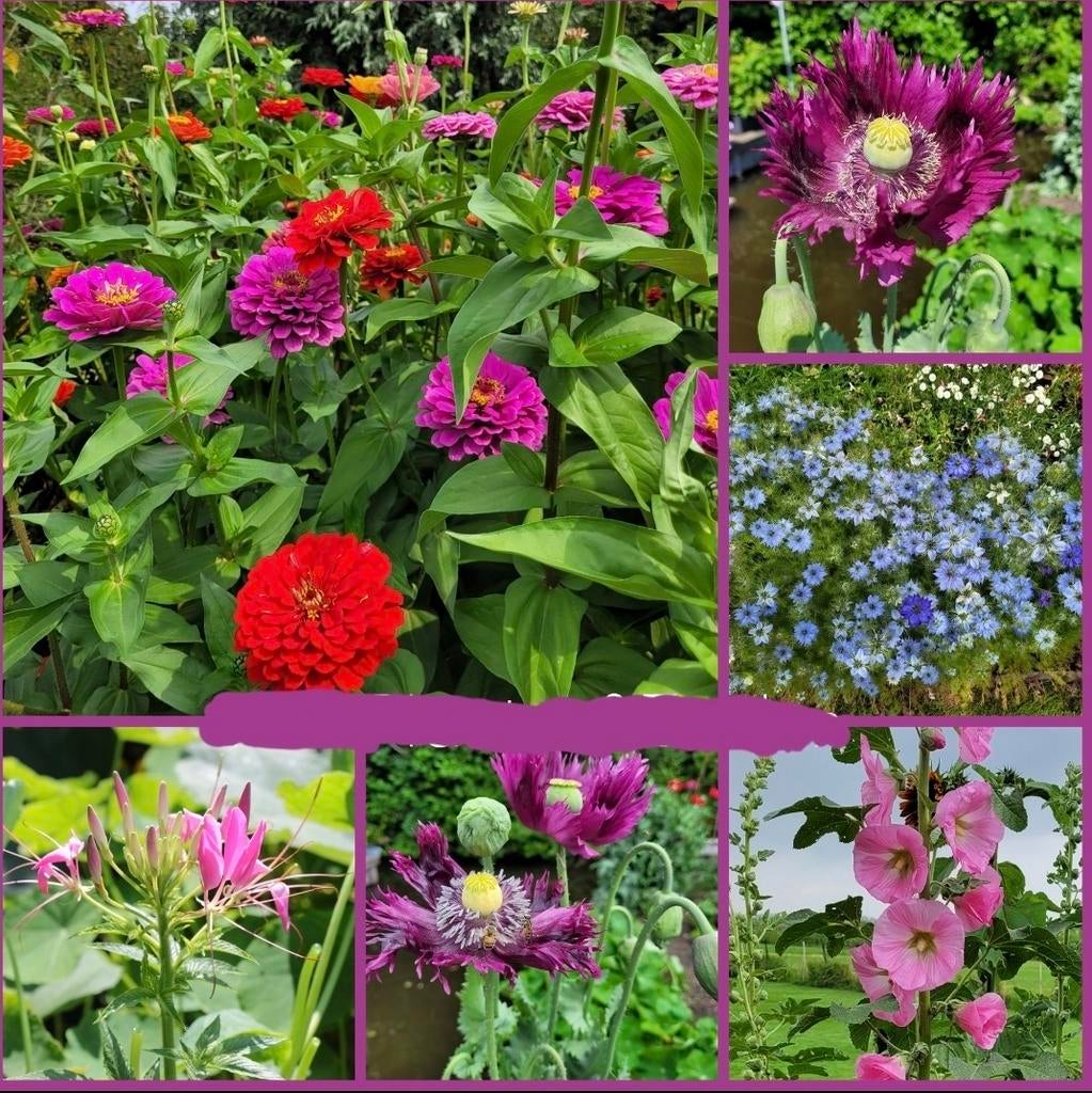 Bloemenzaden uit eigen tuin!, Ophalen of Verzenden, Voorjaar, Volle zon, Zaad