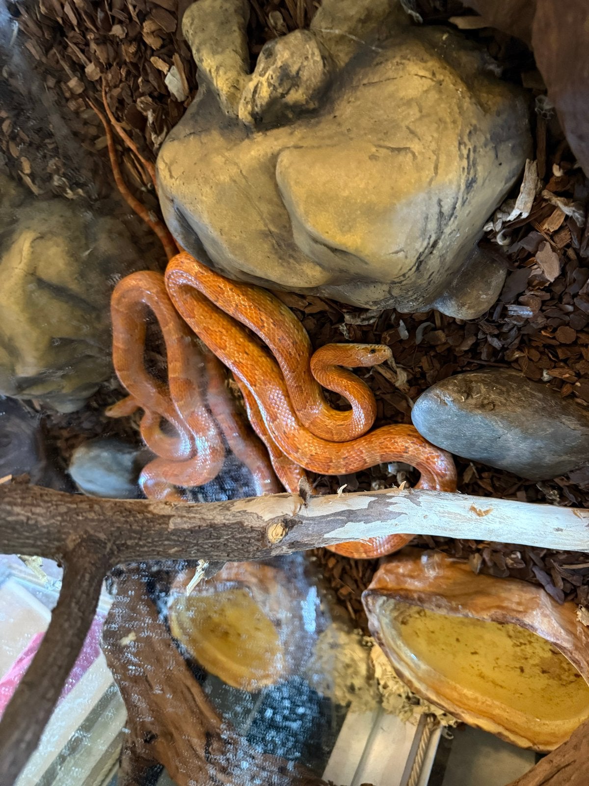 Rattenslang te koop (vrouwtje) Rat Snake photo 4