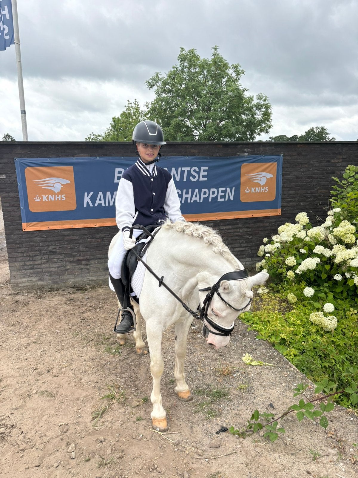 Ervaren B-pony te koop, Dieren en Toebehoren, Pony's, Merrie, Met stamboom, Dressuurpony, L