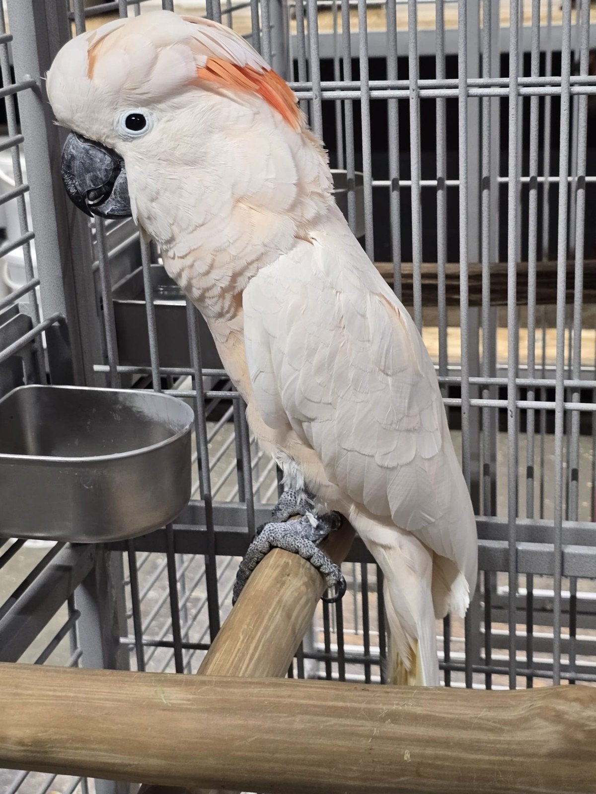 Super tamme Molukken Kakatoe man 2007, super grote vogel, Dieren en Toebehoren, Vogels | Parkieten en Papegaaien, Papegaai, Mannelijk