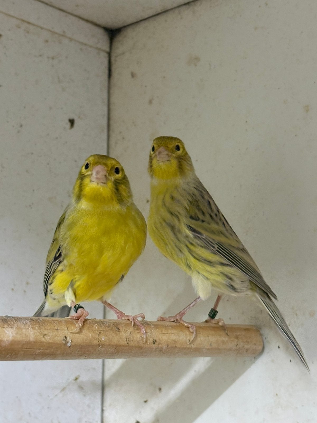 Keuze uit meerdere agaat kanaries, Dieren en Toebehoren, Meerdere dieren, Kleurkanarie