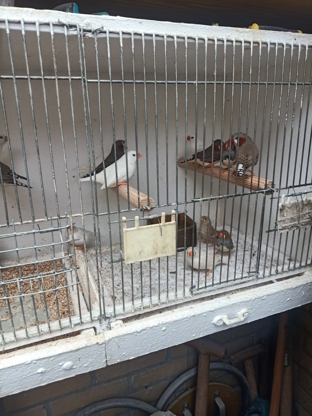 14 zebravinken, Dieren en Toebehoren, Vogels | Overige Vogels, Meerdere dieren